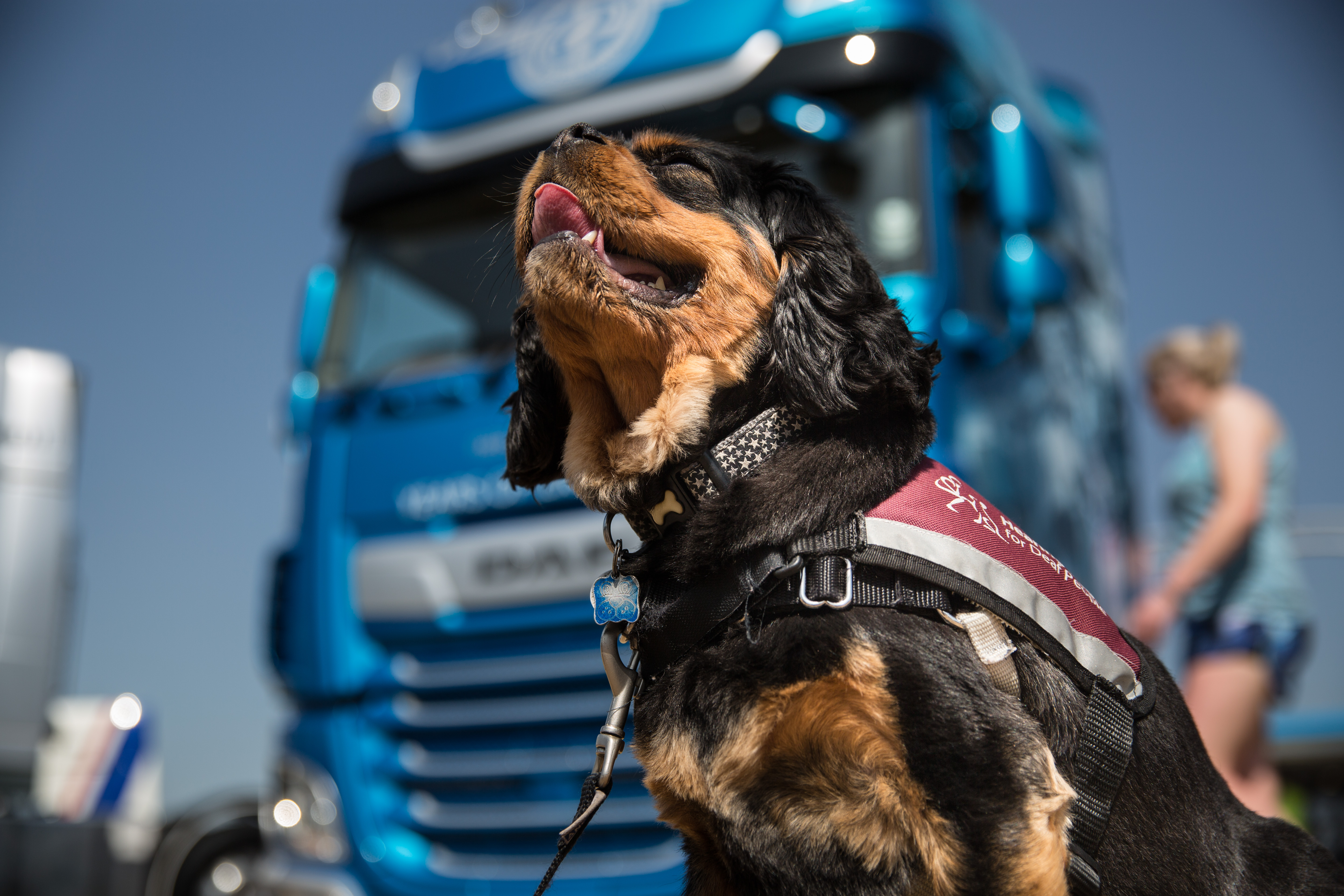 Hearing_Dog